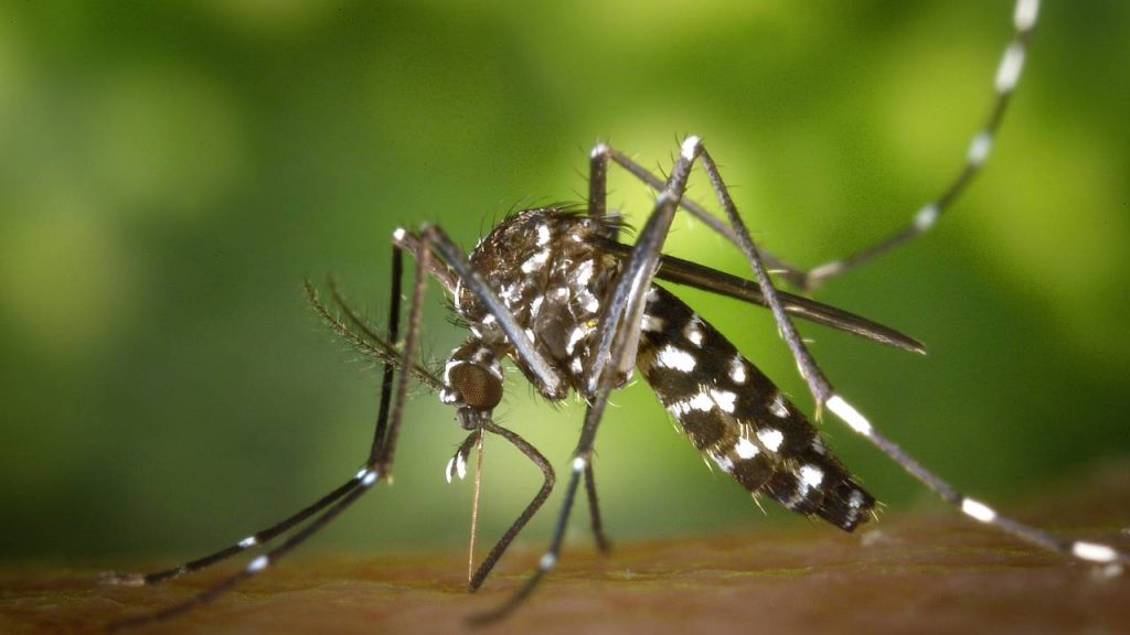 Novo Per Odo Sazonal Da Dengue Confirma Quatro Novos Casos De