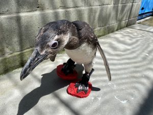 14b51ad2-pinguins-03-300x225 Pinguins de chinelo: inovação da UFPR diminui risco de doenças nos pés causadas por longo período em cativeiro