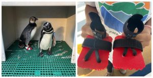 fa5c7b1d-pinguins-02-300x154 Pinguins de chinelo: inovação da UFPR diminui risco de doenças nos pés causadas por longo período em cativeiro