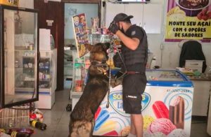 a9cd1e5b-dog-300x196 Homem é preso acusado de usar sorveteria para vender drogas em Pontal do Paraná