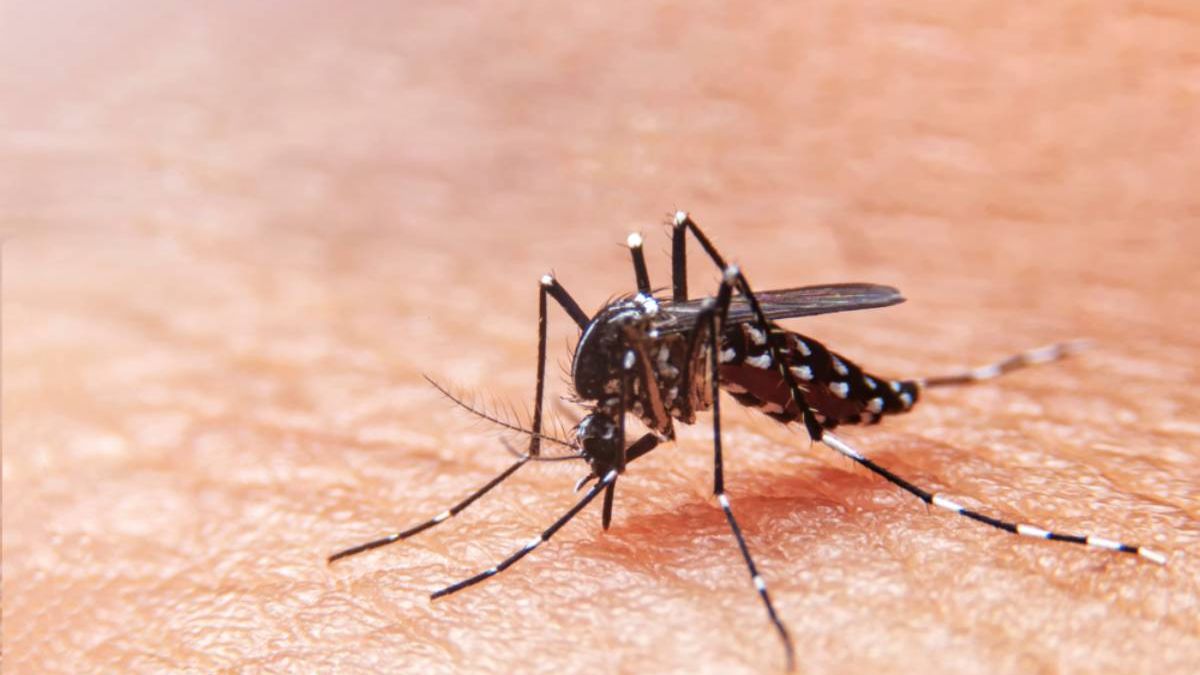 Sesa confirma 83 novos casos de dengue no litoral
