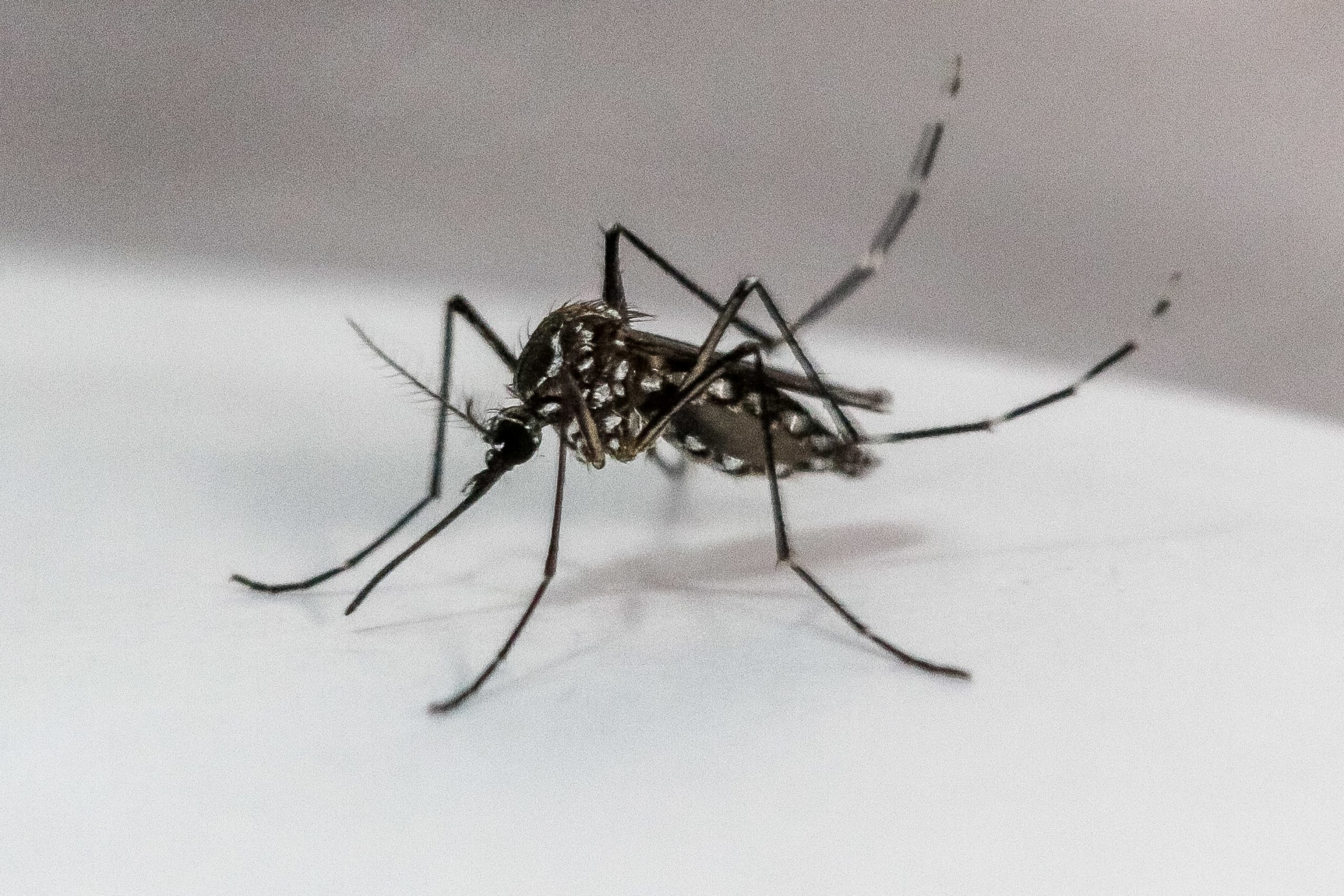Pontal do Paraná confirma quatro casos de dengue, segundo a SESA