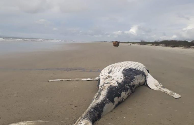 Duas baleias jubartes foram encontradas encalhadas sem vida no litoral do Paraná no mês de outubro