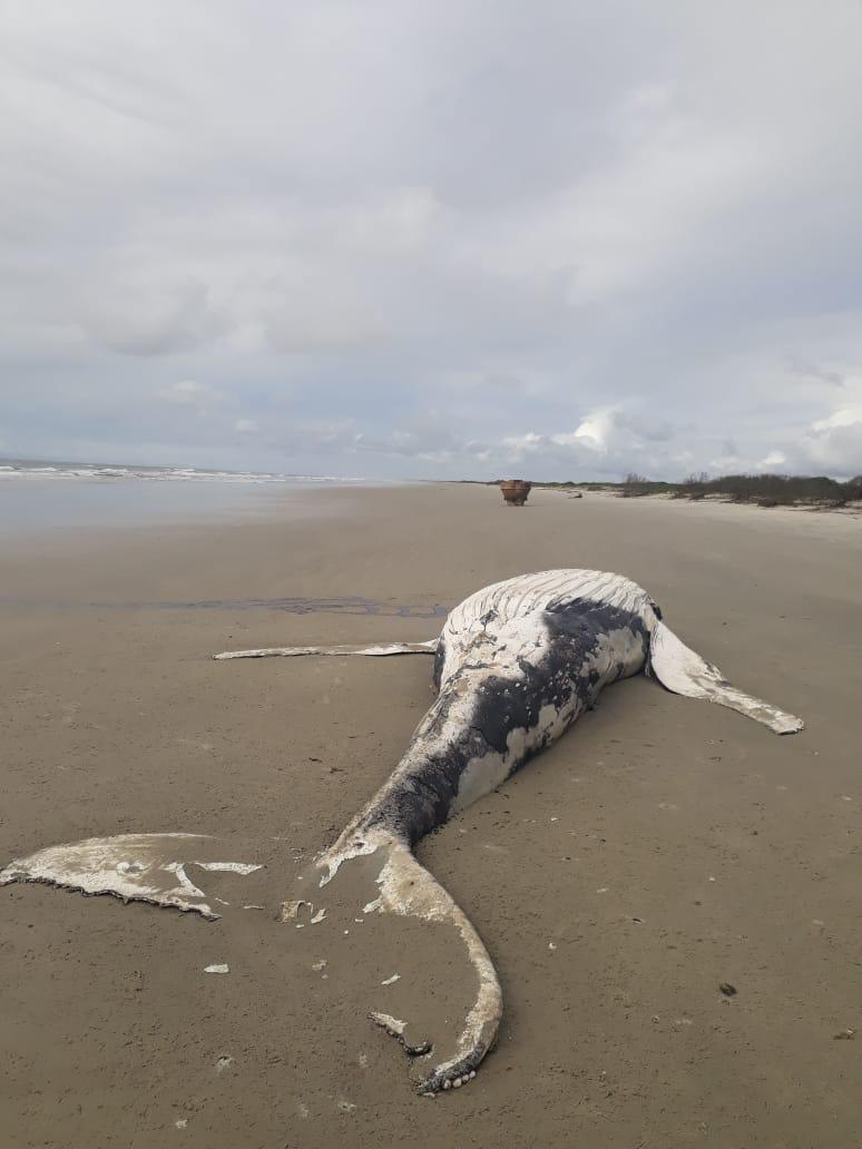 Duas baleias jubartes foram encontradas encalhadas sem vida no litoral do Paraná no mês de outubro