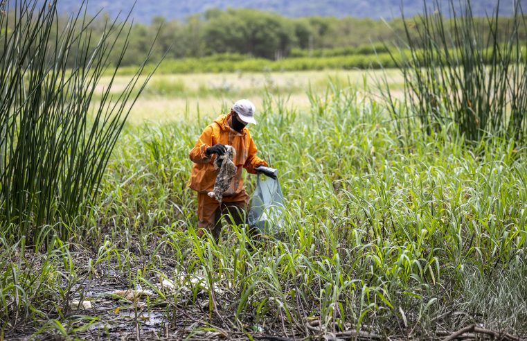 Portos do Paraná retira mais de uma tonelada de lixo dos manguezais de Antonina