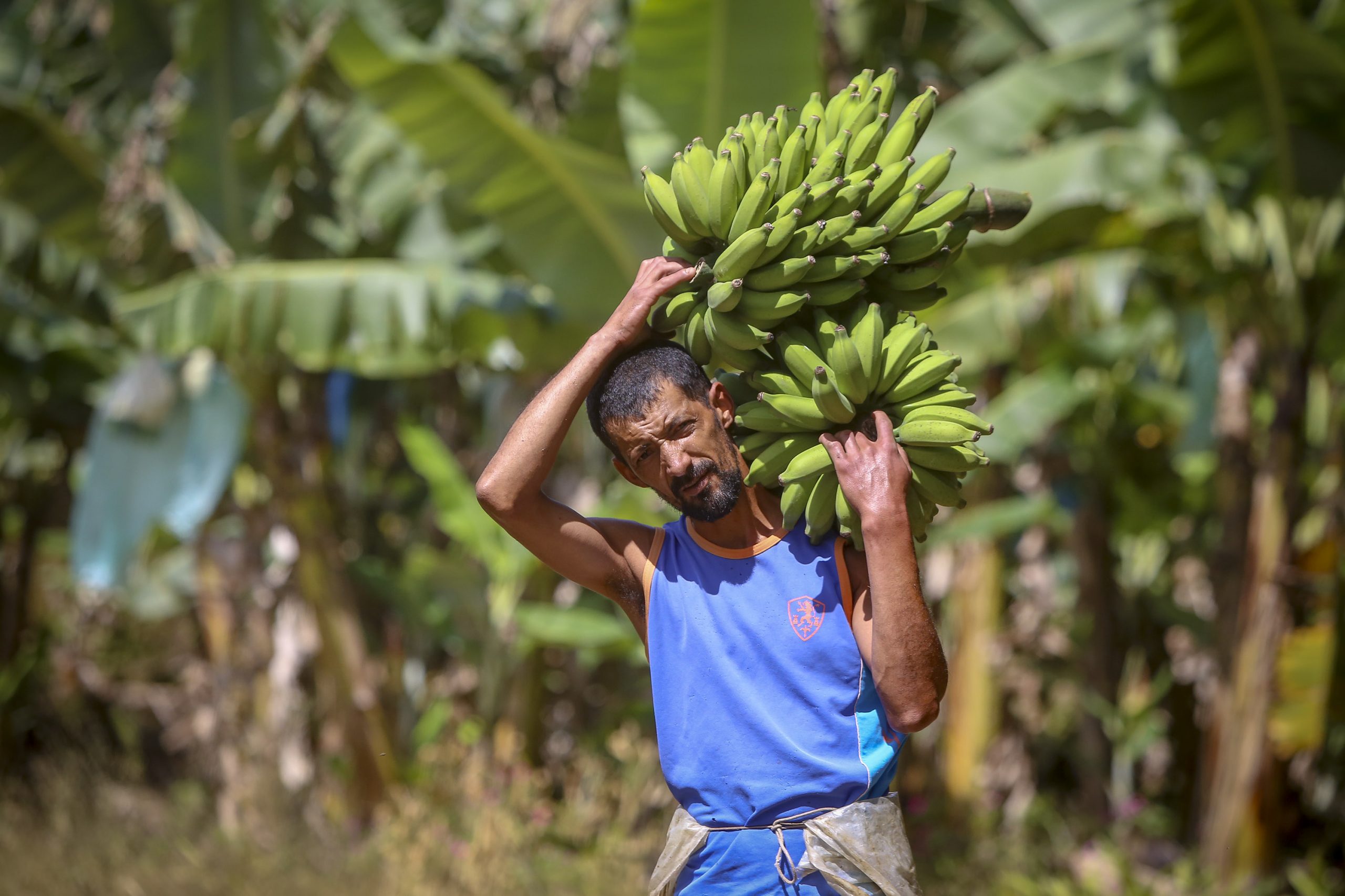 Produção de bananas em Guaratuba supera a média nacional e gera renda para o litoral