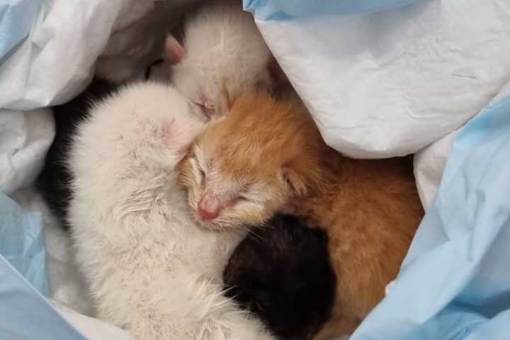 Polícia Civil resgata do lixo quatro gatinhos recém nascidos em Matinhos