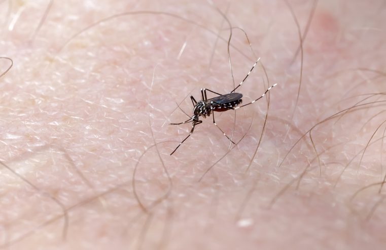 Sesa declara estado de epidemia de dengue no estado do Paraná
