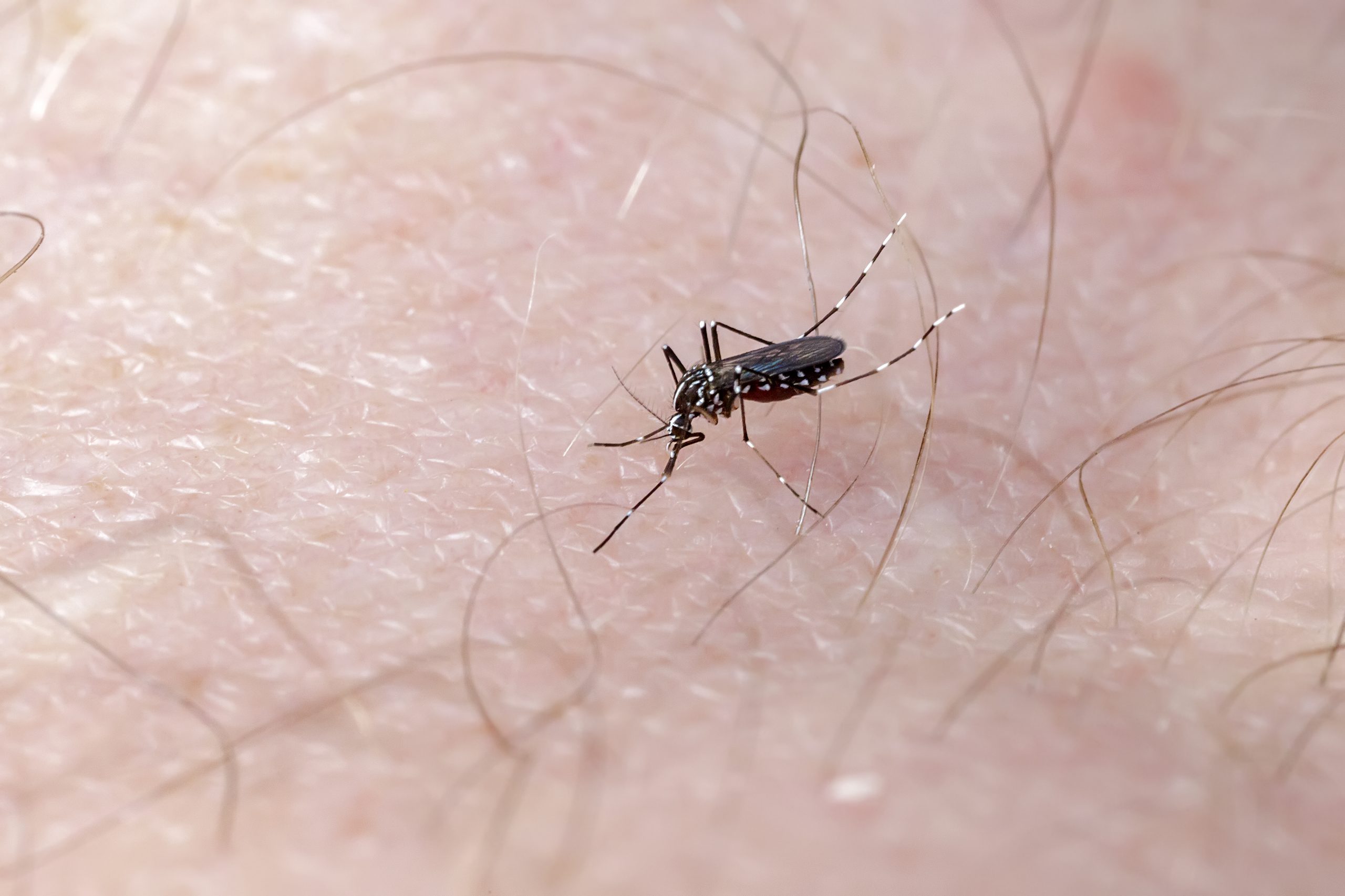 Sesa declara estado de epidemia de dengue no estado do Paraná