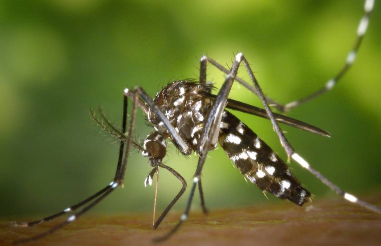 Sesa divulga boletim de casos de dengue no litoral e números tem aumentado