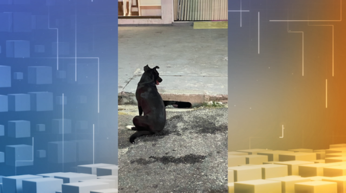 https://media.tvci.com.br/2025/05/7c37139d-cachorrinho-bueiro-e1746547217277.png