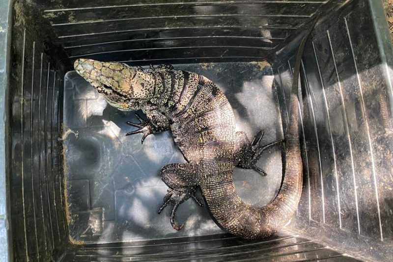 https://media.tvci.com.br/2025/06/ff1ebd95-lagarto-teiu-e1751042403253.jpg