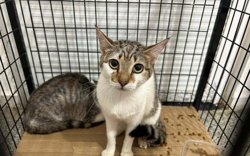 https://media.tvci.com.br/2025/08/7c609817-mutirao-gato-pgua.jpg