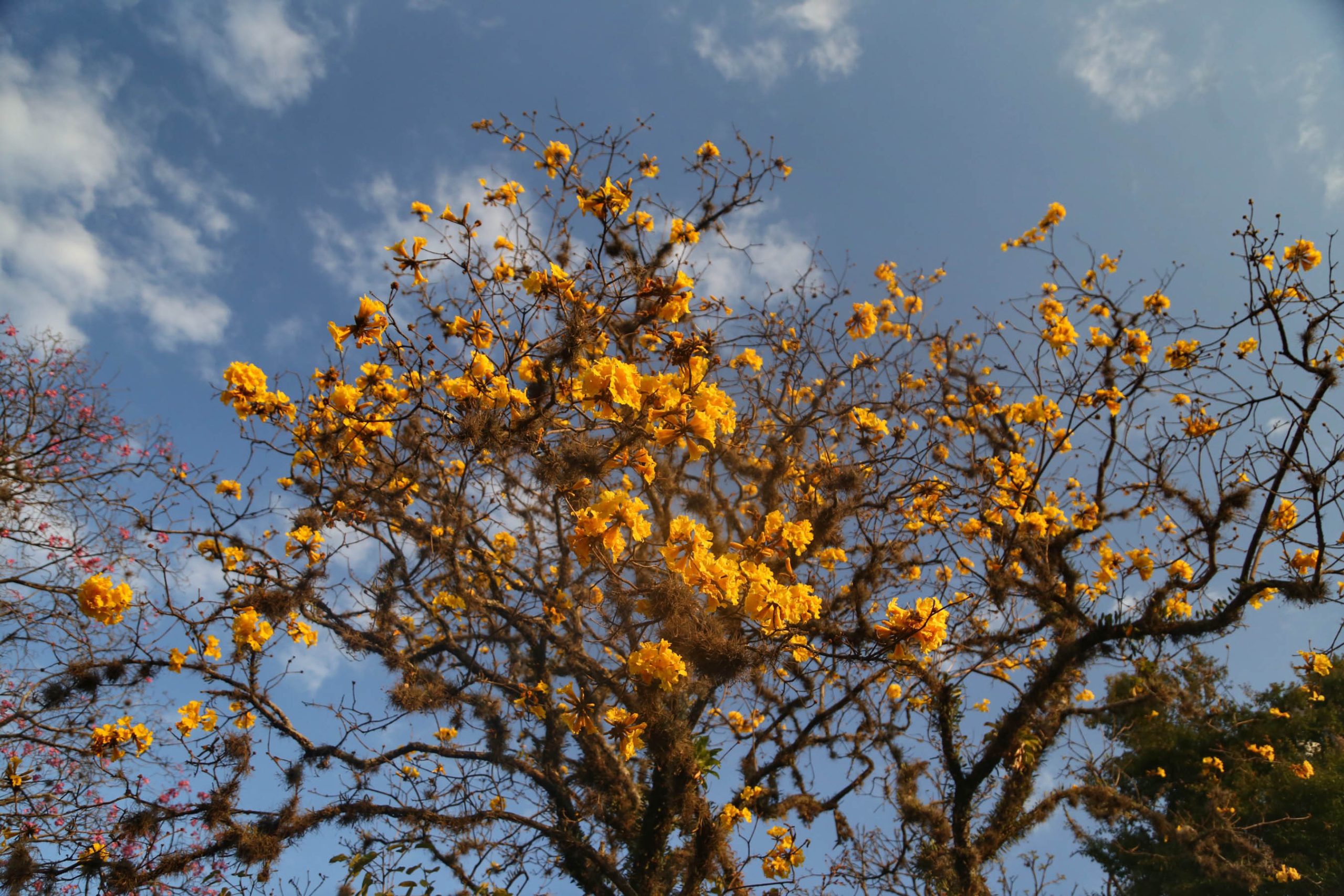 https://media.tvci.com.br/2025/09/a783b47c-primavera-scaled.jpg