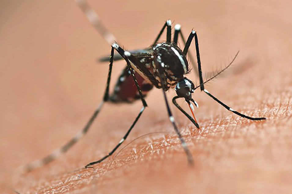 https://media.tvci.com.br/2026/01/4401091a-dengue_picada.jpg